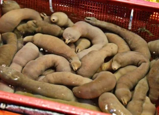 10 alimente ciudate consumate în întreaga lume