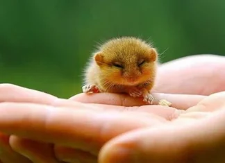 10 animale care și-au ucis sau și-au mâncat stăpânii