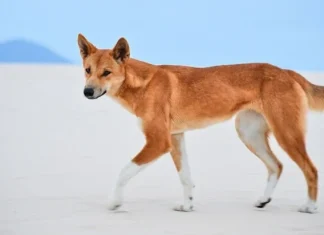 10 animale drăguțe, frumoase, dar surprinzător de periculoase