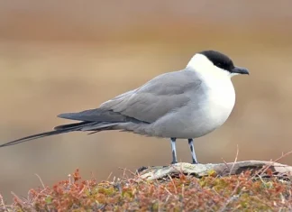 10 animale mai puțin cunoscute cu comportamentul alimentar bizare