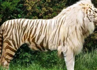 10 animale uimitoare care se încrucișează pe care ați dori să le vedeți