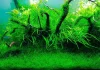 10 cele mai bune plante de acvariu pentru începători