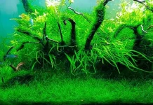 10 cele mai bune plante de acvariu pentru începători
