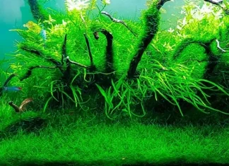 10 cele mai bune plante de acvariu pentru începători