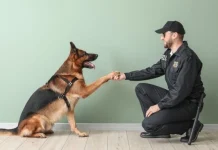 10 cele mai bune rase de câini polițiști din lume