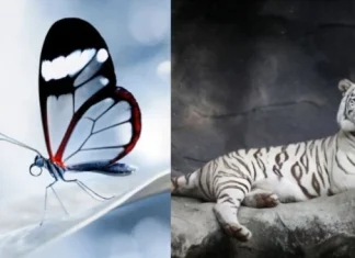 10 cele mai frumoase animale din lume