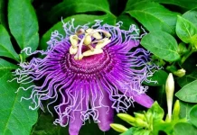 10 cele mai frumoase dar ciudate flori