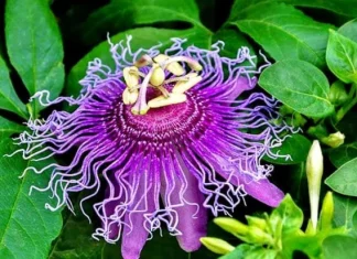 10 cele mai frumoase dar ciudate flori