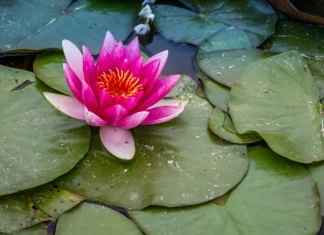 10 cele mai frumoase flori înflorite de noapte care te fascinează cu adevărat