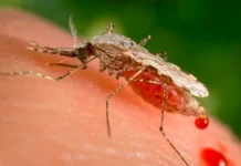 10 cele mai mortale boli cauzate de țânțari