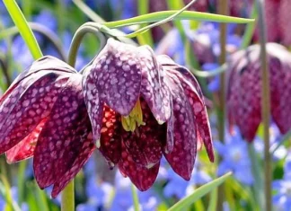 10 cele mai neobișnuite, dar unice flori din lume