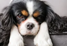 10 cele mai scumpe animale de companie, alegeri neobișnuite