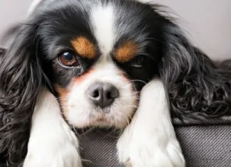 10 cele mai scumpe animale de companie, alegeri neobișnuite