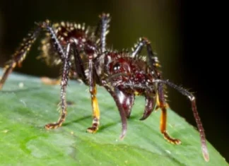 10 cele mai terifiante insecte din lume