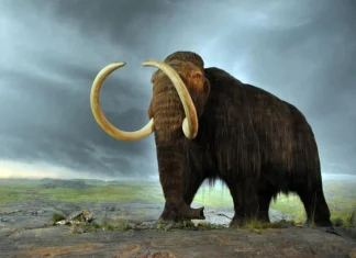 10 cele mai uimitoare specii de animale dispărute