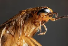 10 fapte fascinante despre gandaci