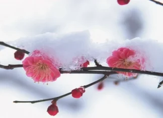 10 fapte interesante despre luna decembrie