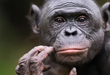 10 fapte mai puțin cunoscute despre inteligența animalelor