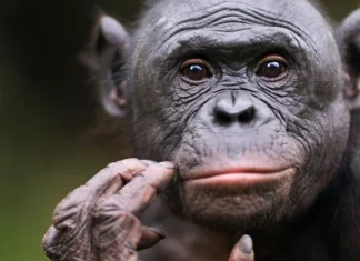 10 fapte mai puțin cunoscute despre inteligența animalelor