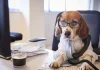 10 farse de birou care sunt pur și simplu geniale