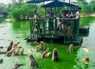 10 insule periculoase pe care nu ar trebui să pui niciodată