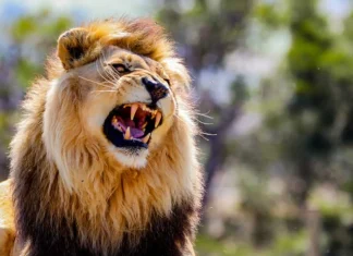 10 moduri de a elibera fiara din tine