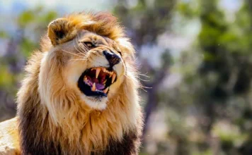 10 moduri de a elibera fiara din tine