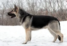 10 rase care arată ca un ciobănesc german (în special numărul 1)