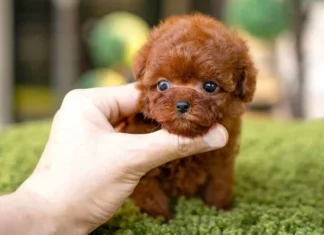 10 rase de câini care au cei mai adorabili căței