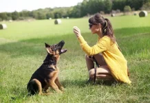 10 rase de câini de familie cele mai dresate
