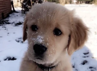 12 câini ai zodiacului – Care este al tău?