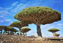 15 dintre cei mai minunați copaci din lume