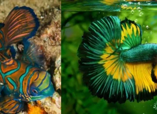 15 pesti de acvariu frumosi din lume