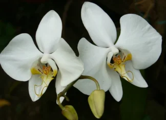 18 cele mai ciudate flori rare care îți vor uimi mintea!