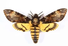 50 Citate tăcerea mieilor care vă vor da pielea de găină