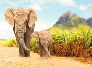 50 de citate despre elefanți pentru a celebra animalele și natura