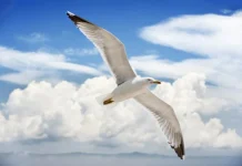 50 de citate pescărușul Jonathan Livingston pentru a vă ajuta să vă citiți visele