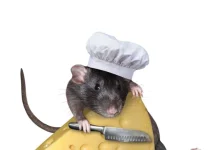 50 de citate Ratatouille care dovedesc că oricine poate fi grozav