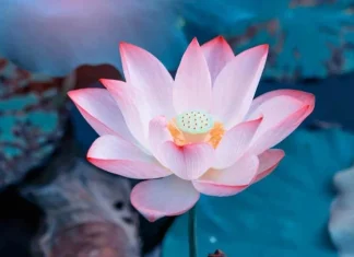 55 de citate cu flori de lotus despre floarea frumoasa si simbolica