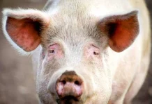 60 de citate de la fermă de animale despre puterea prea multă putere