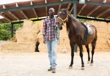 70 de citate de cai care sa te inspire sa faci o plimbare