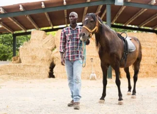70 de citate de cai care sa te inspire sa faci o plimbare