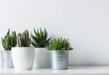 70 dintre cele mai bune citate și proverbe de cactus