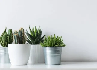 70 dintre cele mai bune citate și proverbe de cactus