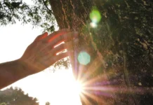 80 de citate din copaci care să te facă să vrei să plantezi rădăcini