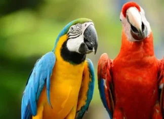 Animale cu cea mai lungă durată de viață | Top 10 cele mai longevive animale