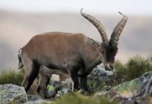 Animale disparute recent: Lista speciilor disparute