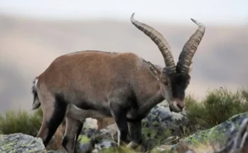 Animale disparute recent: Lista speciilor disparute