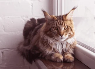 Care sunt cele mai drăguțe rase de pisici?