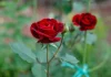 Cea mai frumoasa floare din lume